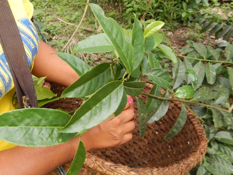 GUAYUSA